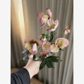 Julerose